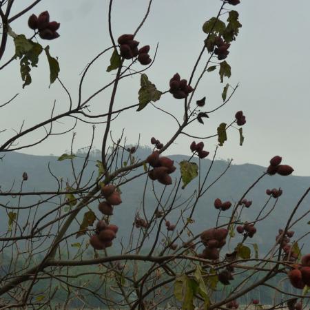檢示大圖